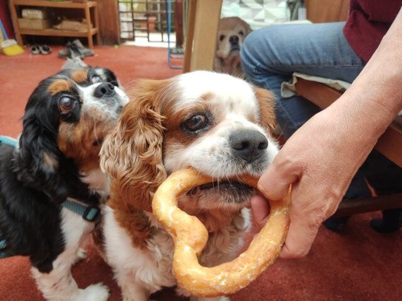 Zuhause gesucht für Muki – Ein Herz auf vier Pfoten 