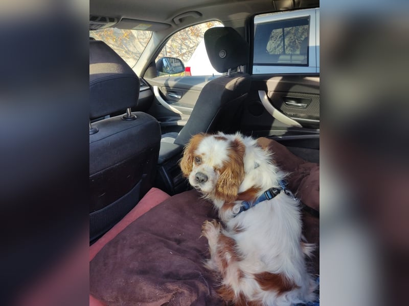 Zuhause gesucht für Muki – Ein Herz auf vier Pfoten 