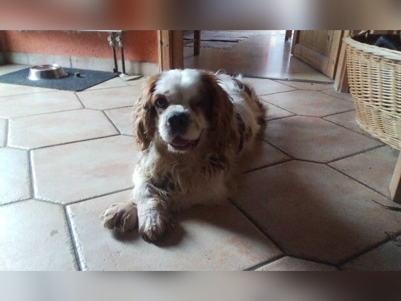 Zuhause gesucht für Muki – Ein Herz auf vier Pfoten 