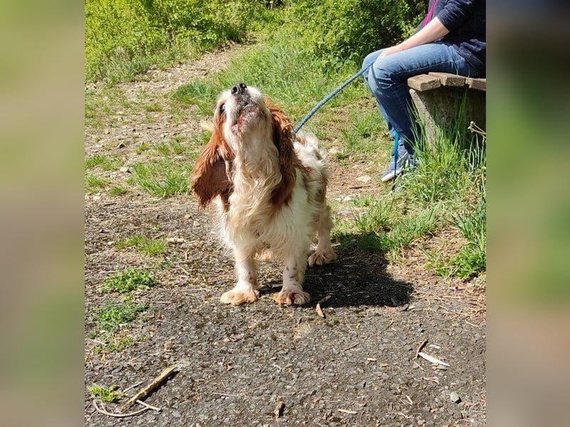 Zuhause gesucht für Muki – Ein Herz auf vier Pfoten 