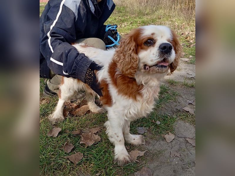 Zuhause gesucht für Muki – Ein Herz auf vier Pfoten 