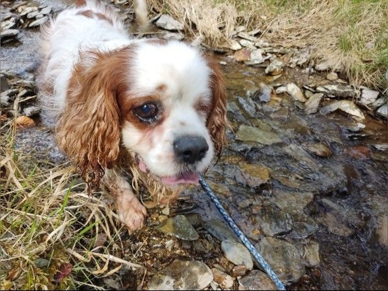 Zuhause gesucht für Muki – Ein Herz auf vier Pfoten 