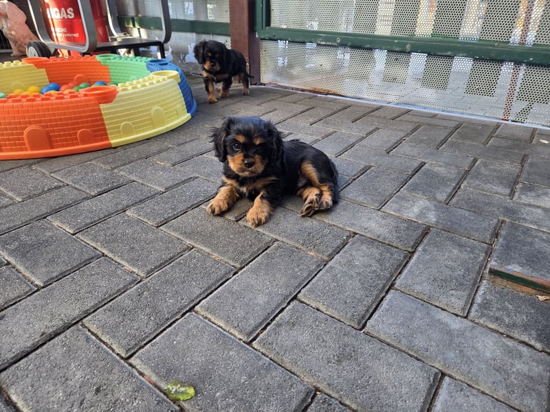 Süsser black and tan Welpe - Rüde