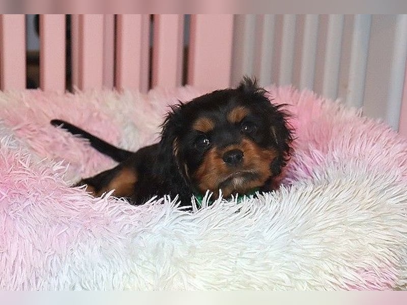 Süsser black and tan Welpe - Rüde