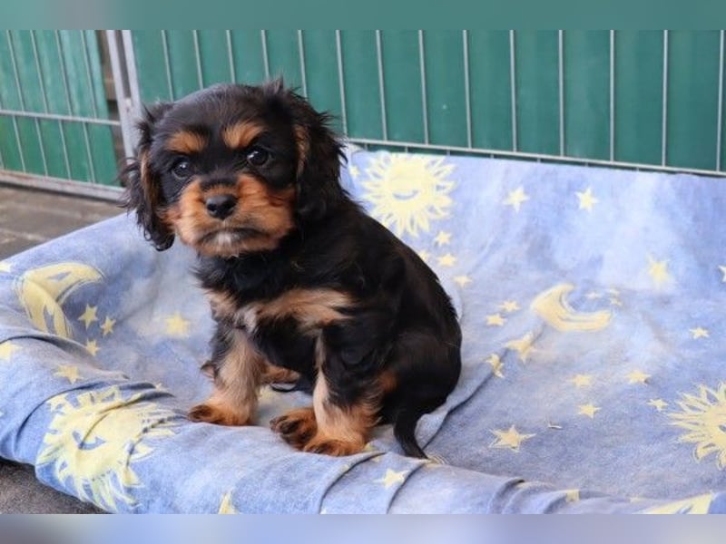 Süsser black and tan Welpe - Rüde