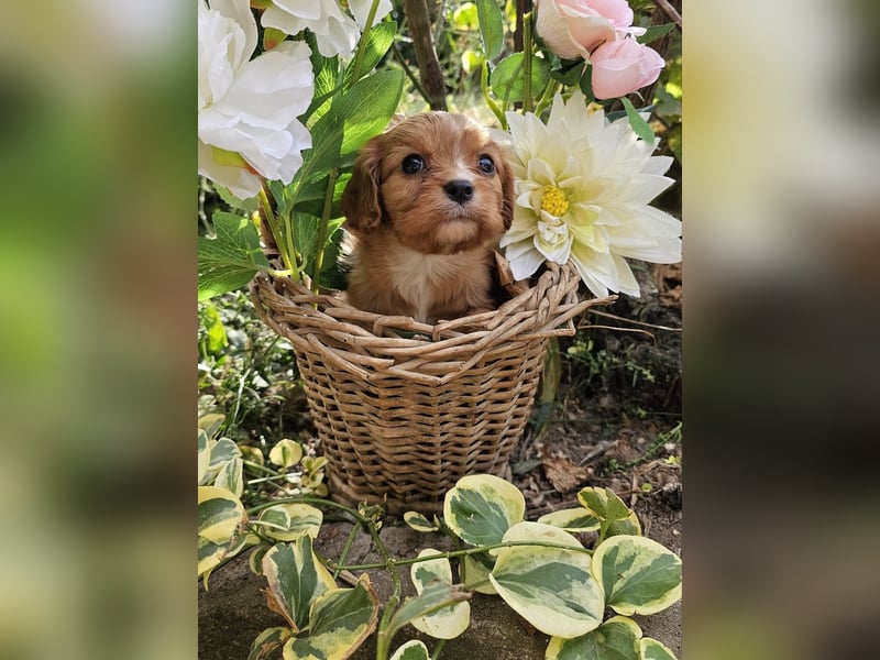 Cavalier King Charles Spaniel Welpen
