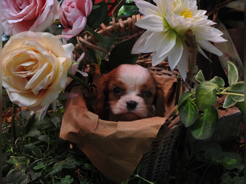 Cavalier King Charles Spaniel Jungen