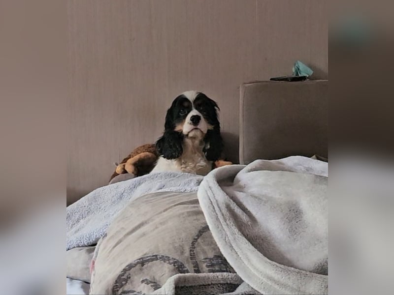 weiblicher Spaniel