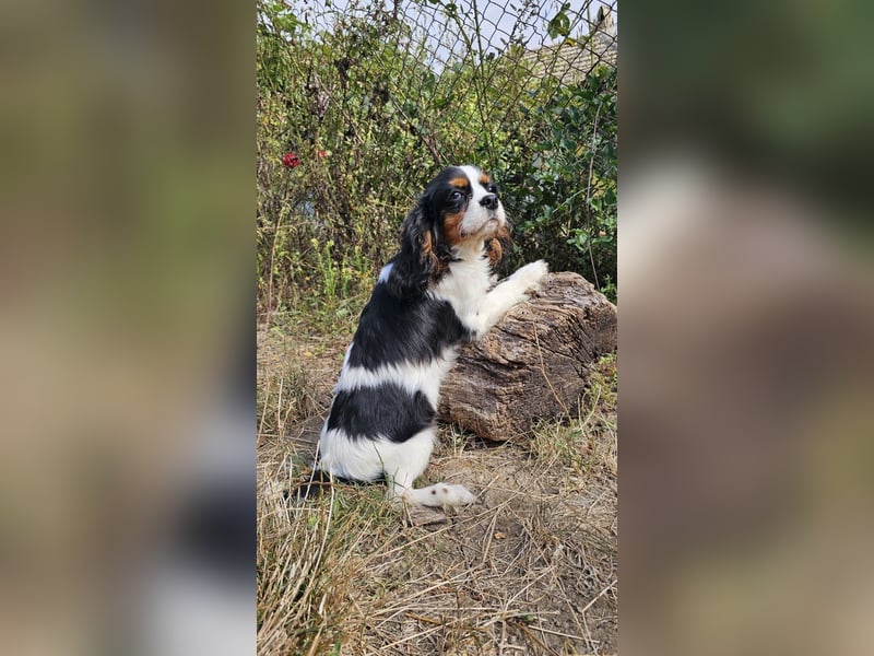 weiblicher Cavalier King Charles Spaniel