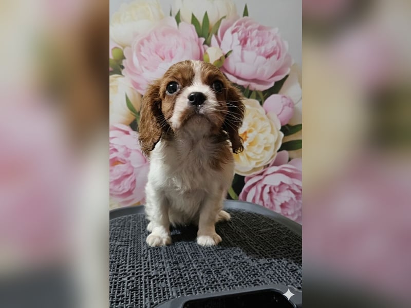 Cavalier King Charles Spaniel Welpen. Rüden und Hündinnen