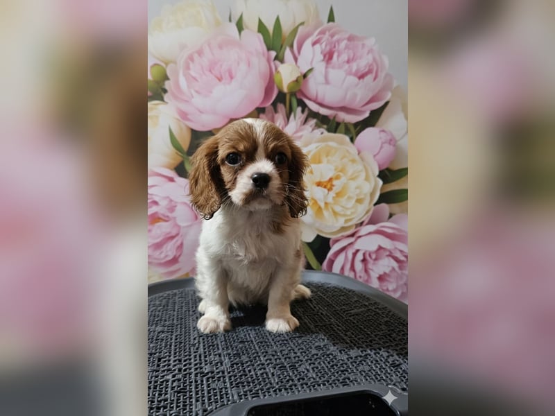 Cavalier King Charles Spaniel Welpen. Rüden und Hündinnen