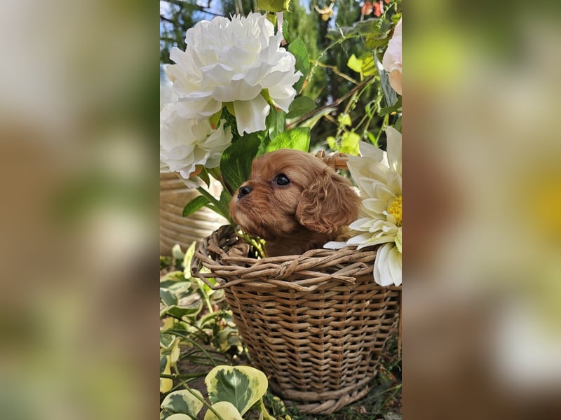 Cavalier King Charles Spaniel Welpen
