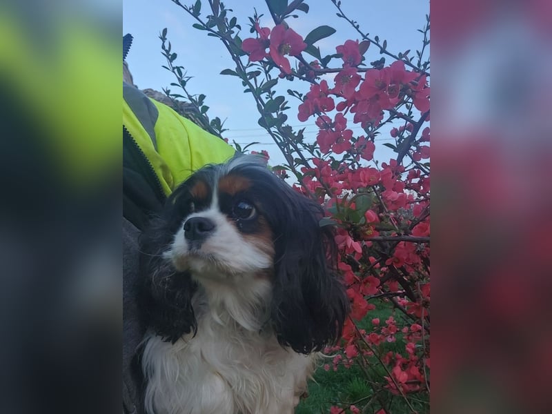 weiblicher Cavalier King Charles Spaniel