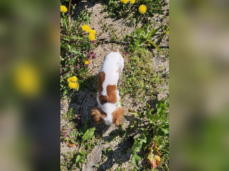 Cavalier King Charles Spaniel Junge