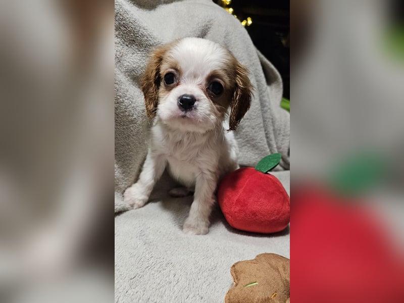 Cavalier King Charles Spaniel Welpen, Rüden und Hündinnen.