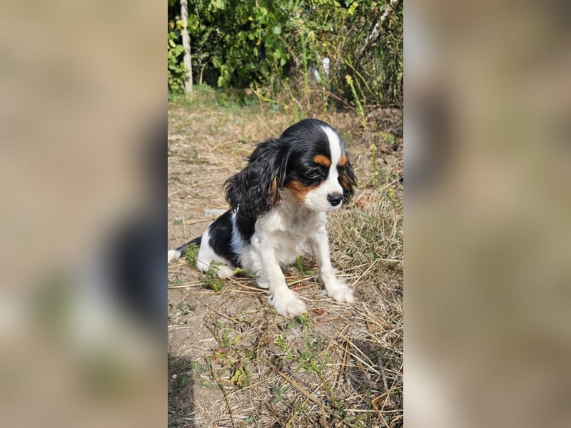 weiblicher Cavalier King Charles Spaniel