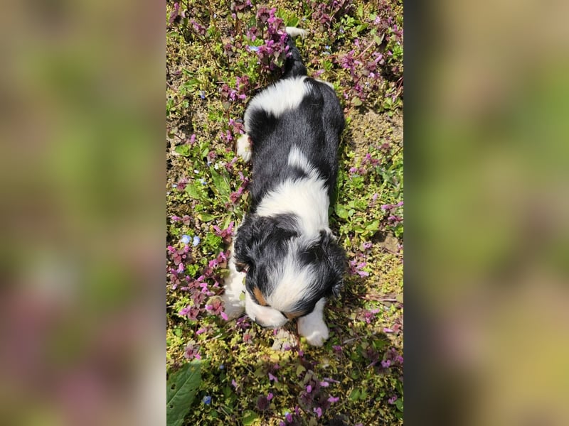 Cavalier King Charles Spaniel Junge
