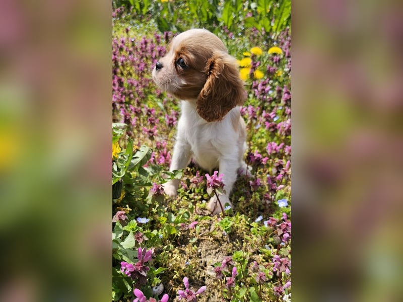 Cavalier King Charles Spaniel Mädchen