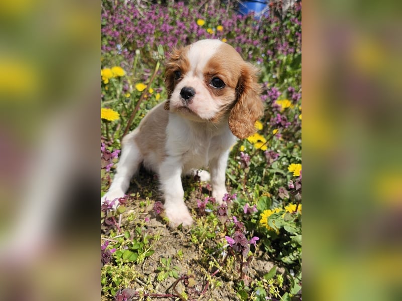 Cavalier King Charles Spaniel Mädchen