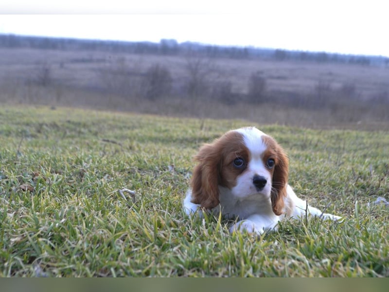 Cavalier King Charles Spaniel Welpen
