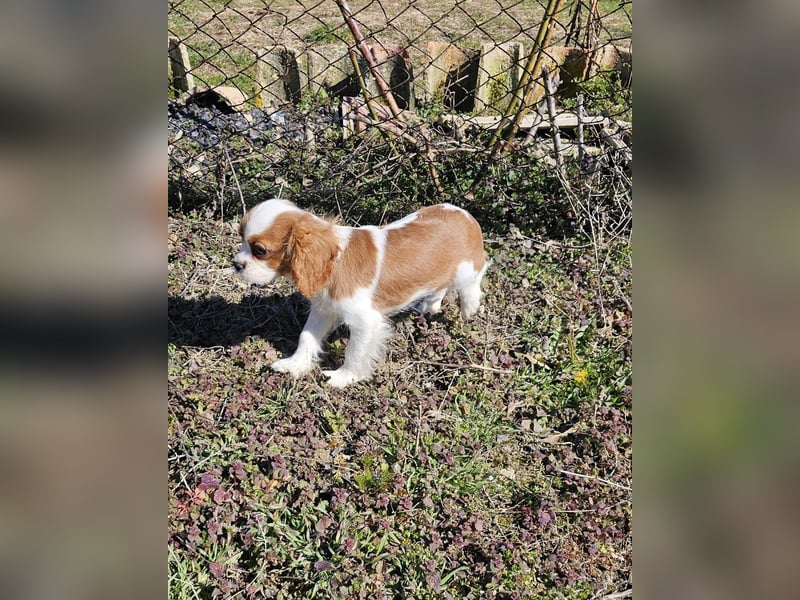 Cavalier King Charles Spaniel Welpen. Rüden und Hündinnen