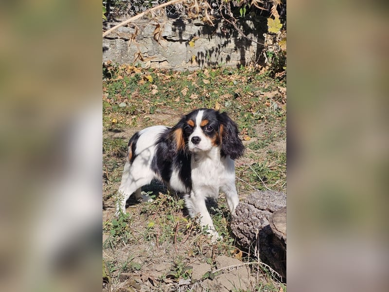 weiblicher Cavalier King Charles Spaniel
