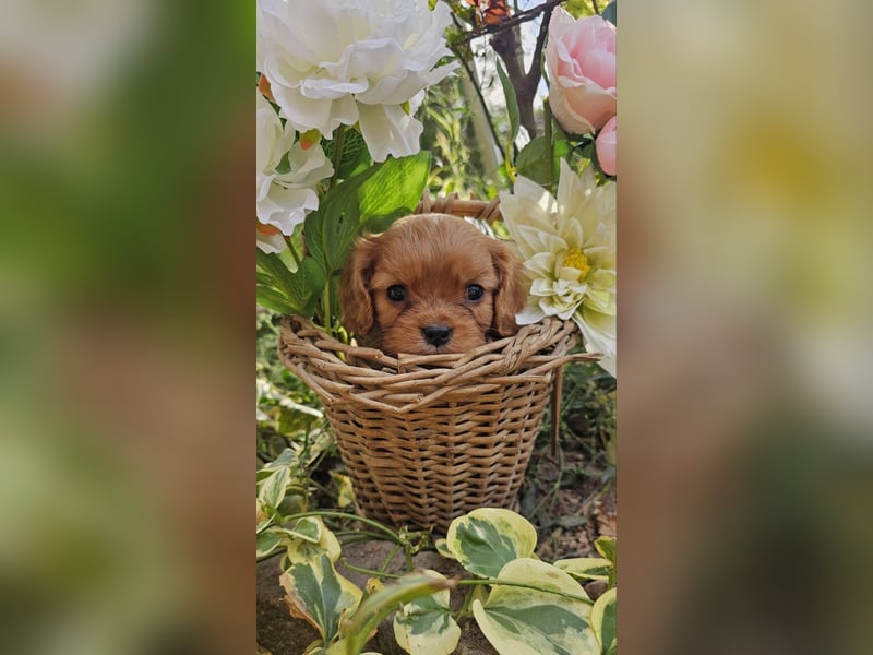Cavalier King Charles Spaniel Welpen