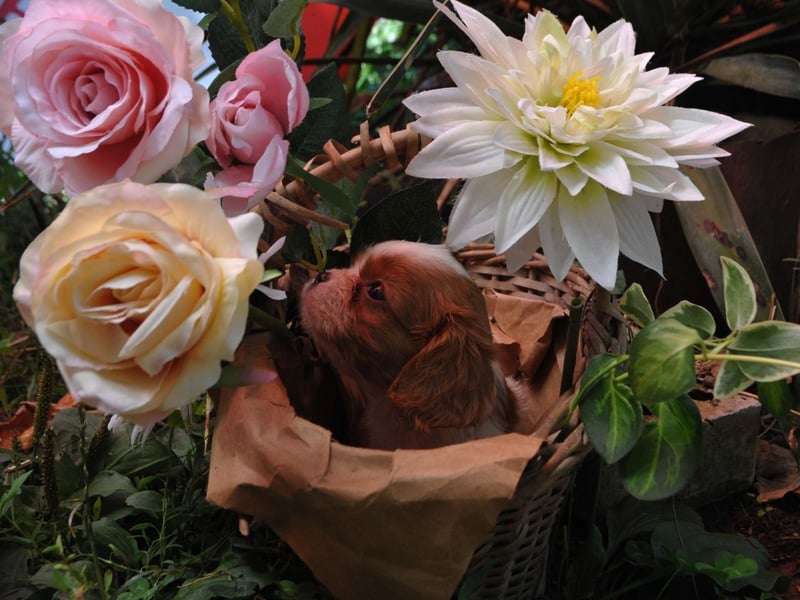 Cavalier King Charles Spaniel Jungen