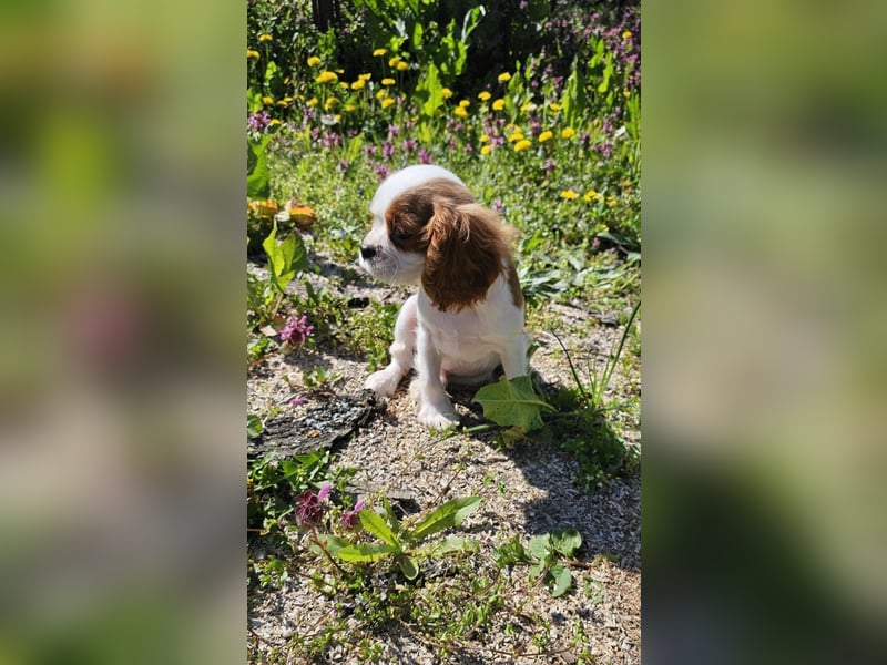 Cavalier King Charles Spaniel Junge