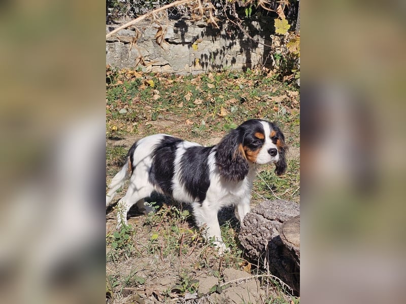 weiblicher Cavalier King Charles Spaniel