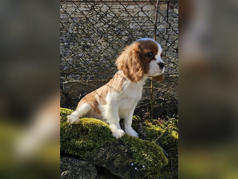 Cavalier King Charles Spaniel Welpen. Rüden und Hündinnen