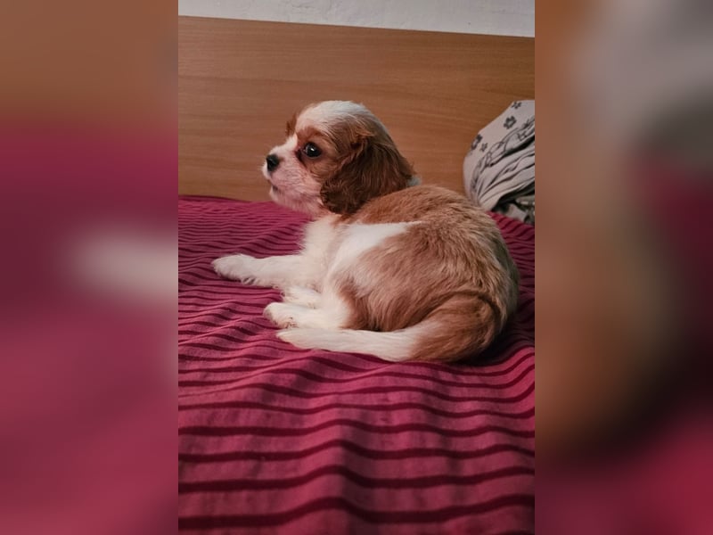 Cavalier King Charles Spaniel Welpen. Rüden und Hündinnen