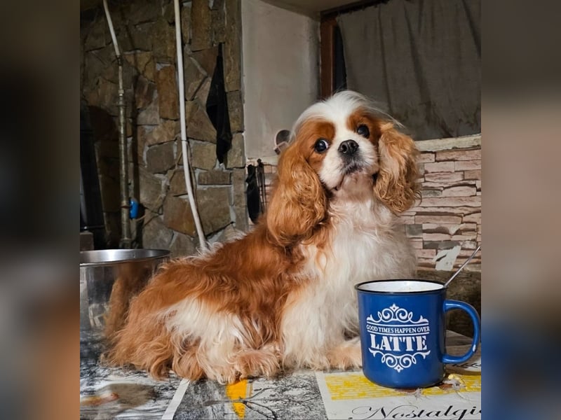 Cavalier King Charles Spaniel Jungen