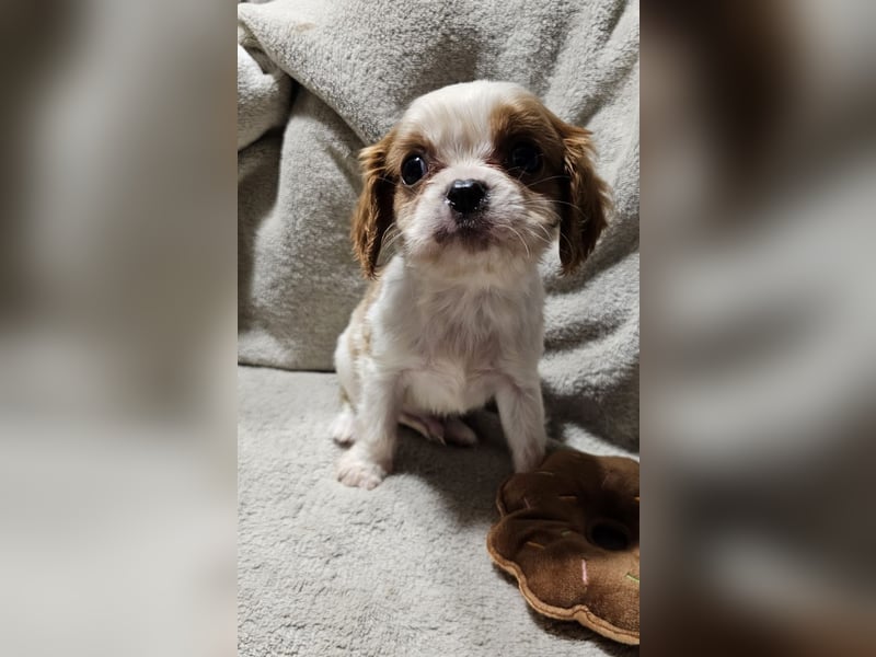 Cavalier King Charles Spaniel Welpen, Rüden und Hündinnen.