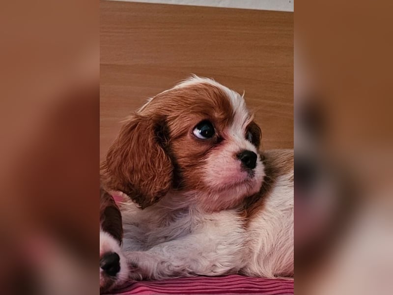 Cavalier King Charles Spaniel Welpen. Rüden und Hündinnen