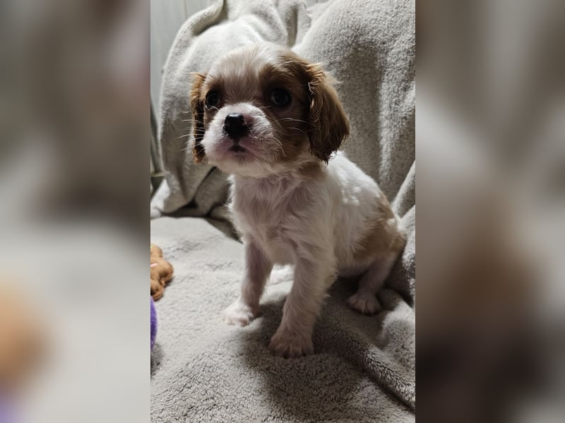 Cavalier King Charles Spaniel Welpen, Rüden und Hündinnen.