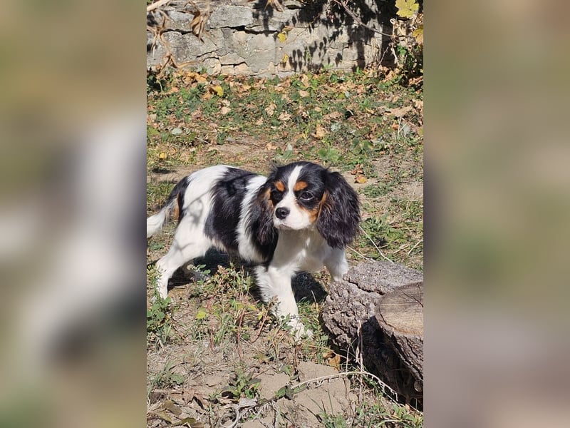 weiblicher Cavalier King Charles Spaniel