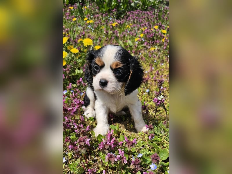 Cavalier King Charles Spaniel Junge