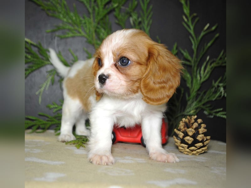 Cavalier King Charles Spaniel Welpen