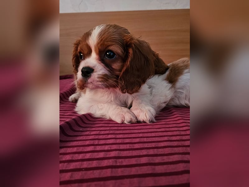 Cavalier King Charles Spaniel Welpen. Rüden und Hündinnen