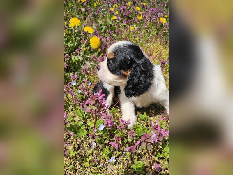 Cavalier King Charles Spaniel Junge