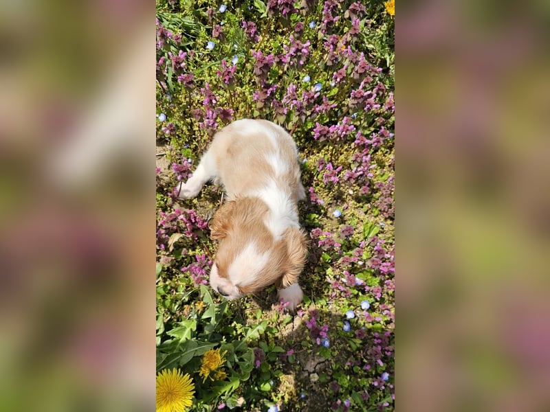 Cavalier King Charles Spaniel Mädchen