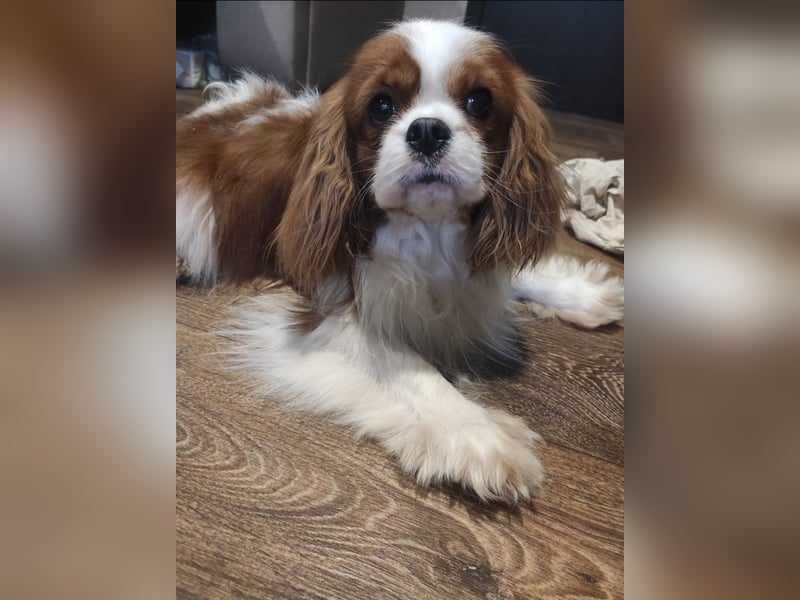 Cavalier King Charles Spaniel Welpen, Rüden und Hündinnen.