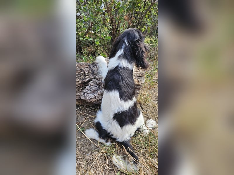 weiblicher Cavalier King Charles Spaniel