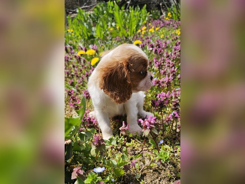 Cavalier King Charles Spaniel Mädchen
