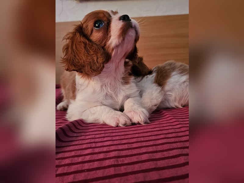 Cavalier King Charles Spaniel Welpen. Rüden und Hündinnen