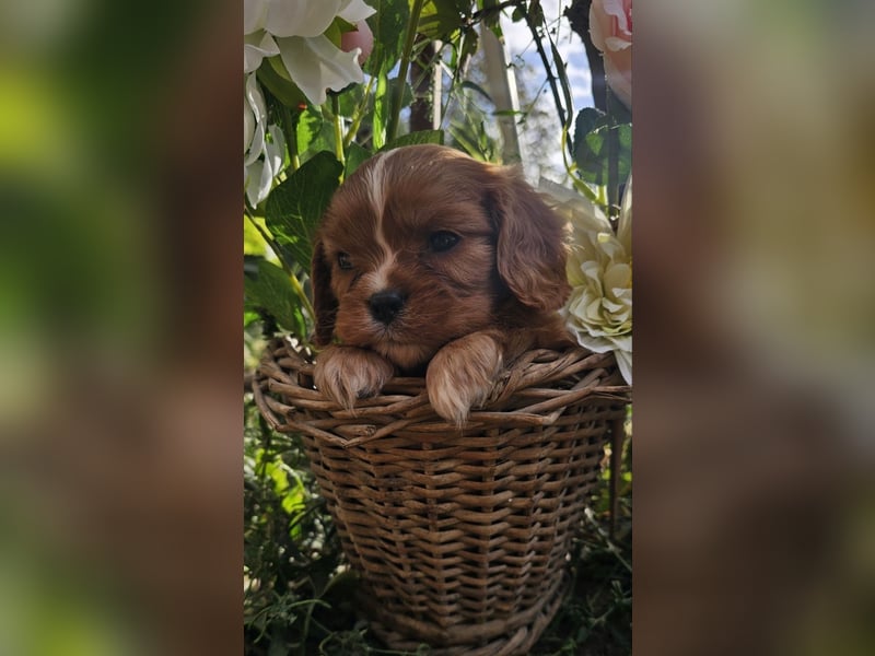 Cavalier King Charles Spaniel Welpen