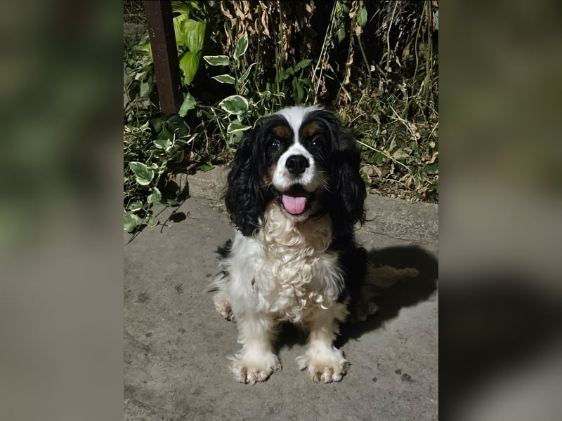 weiblicher Spaniel