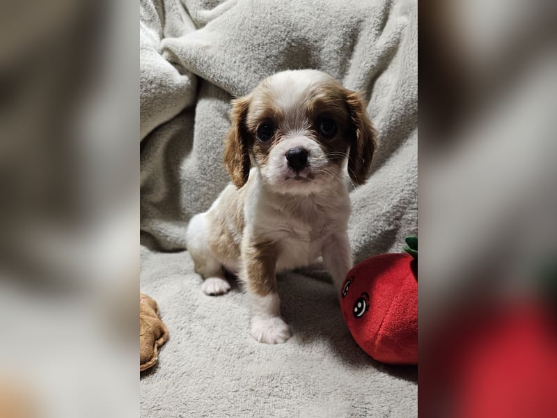 Cavalier King Charles Spaniel Welpen, Rüden und Hündinnen.