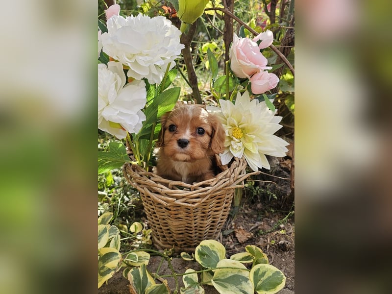 Cavalier King Charles Spaniel Welpen